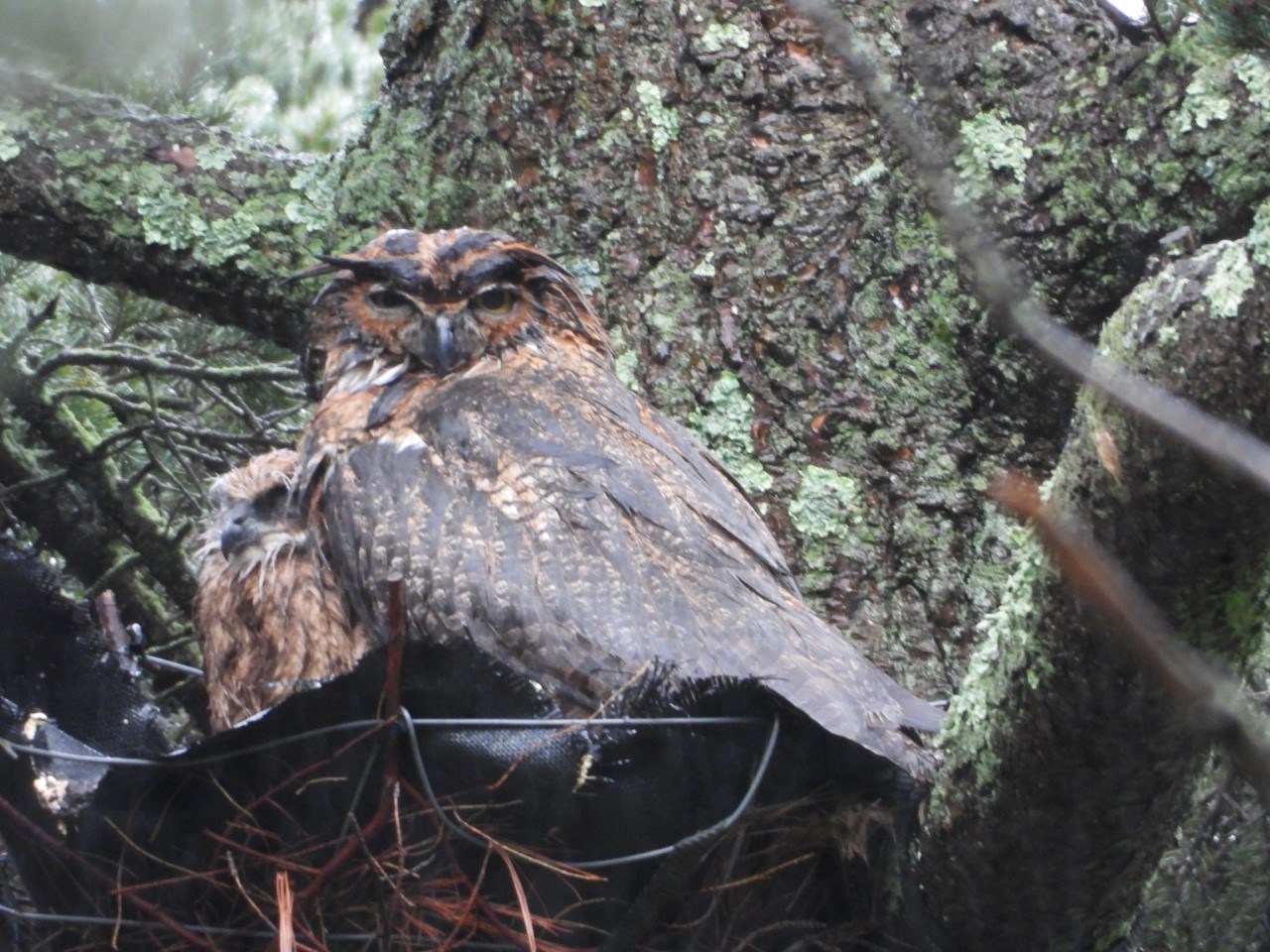 Mother and owlet