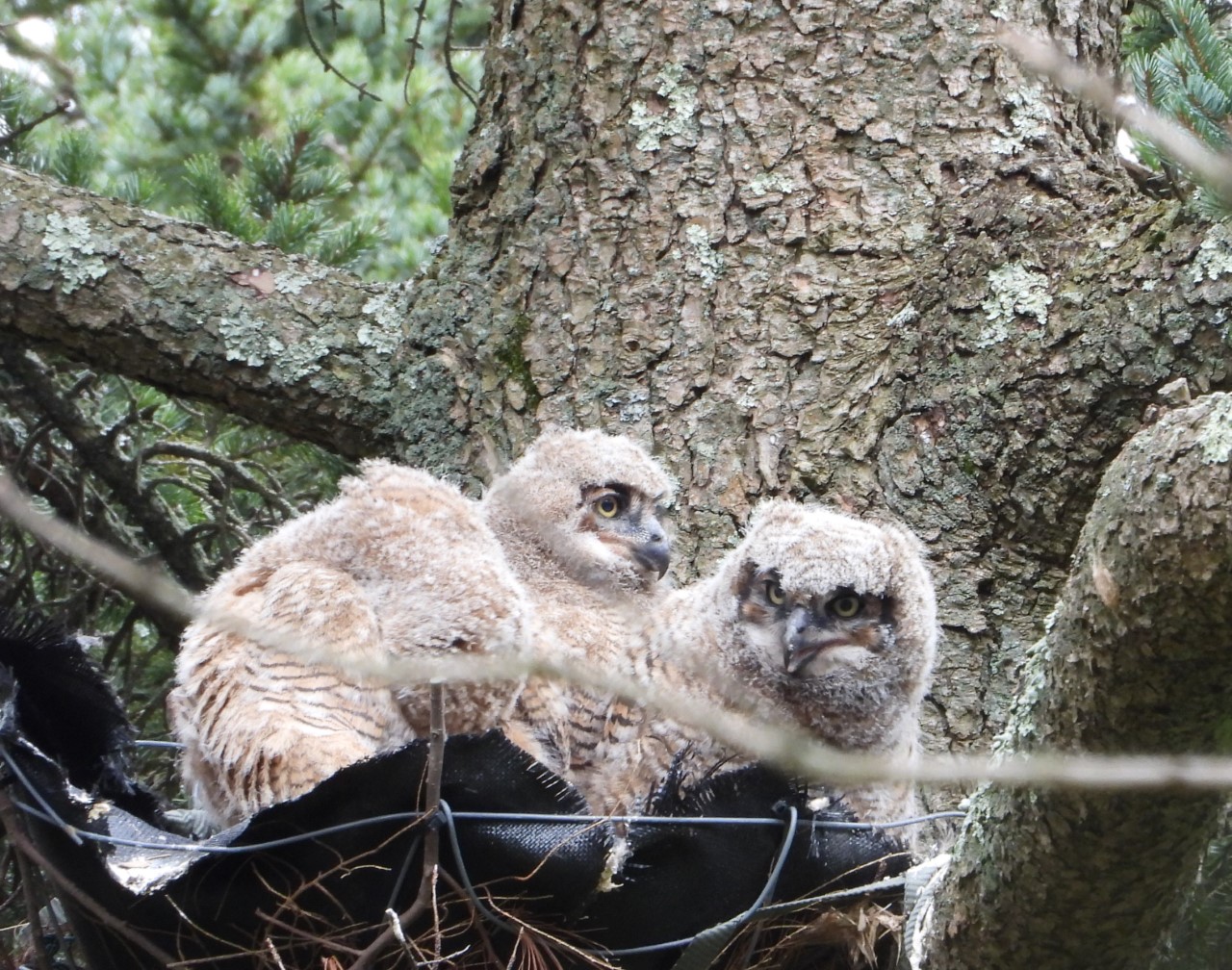 Owlets in nest