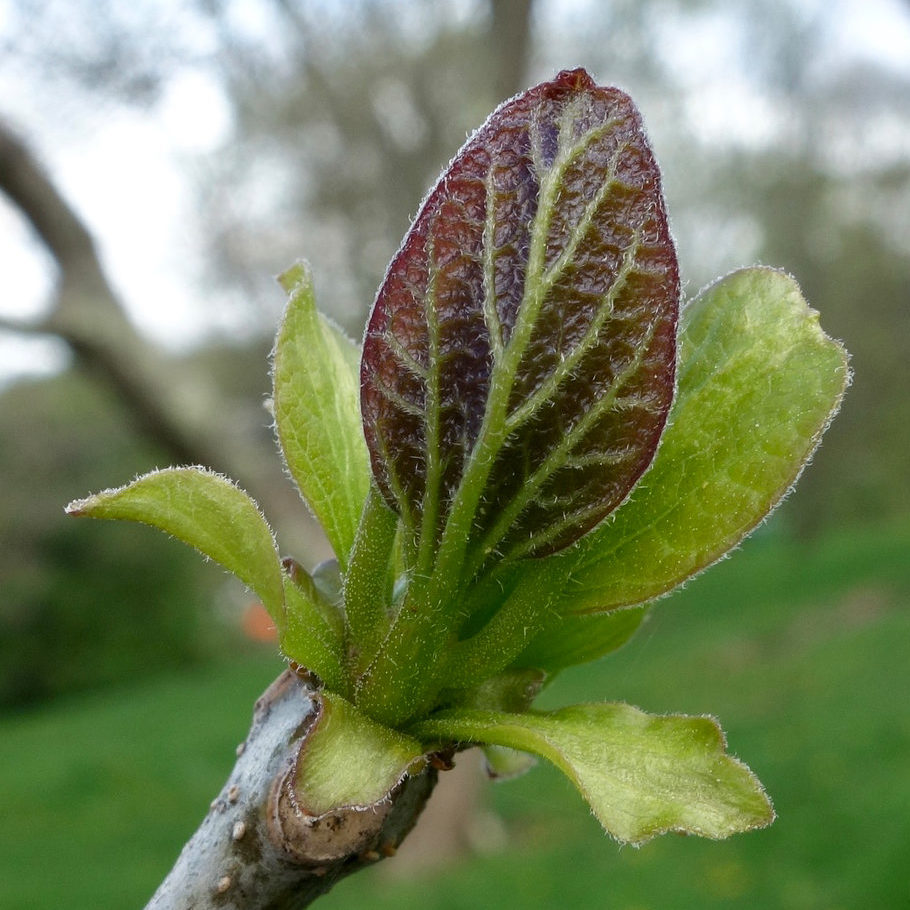 Catalpa speciosa breaking bud