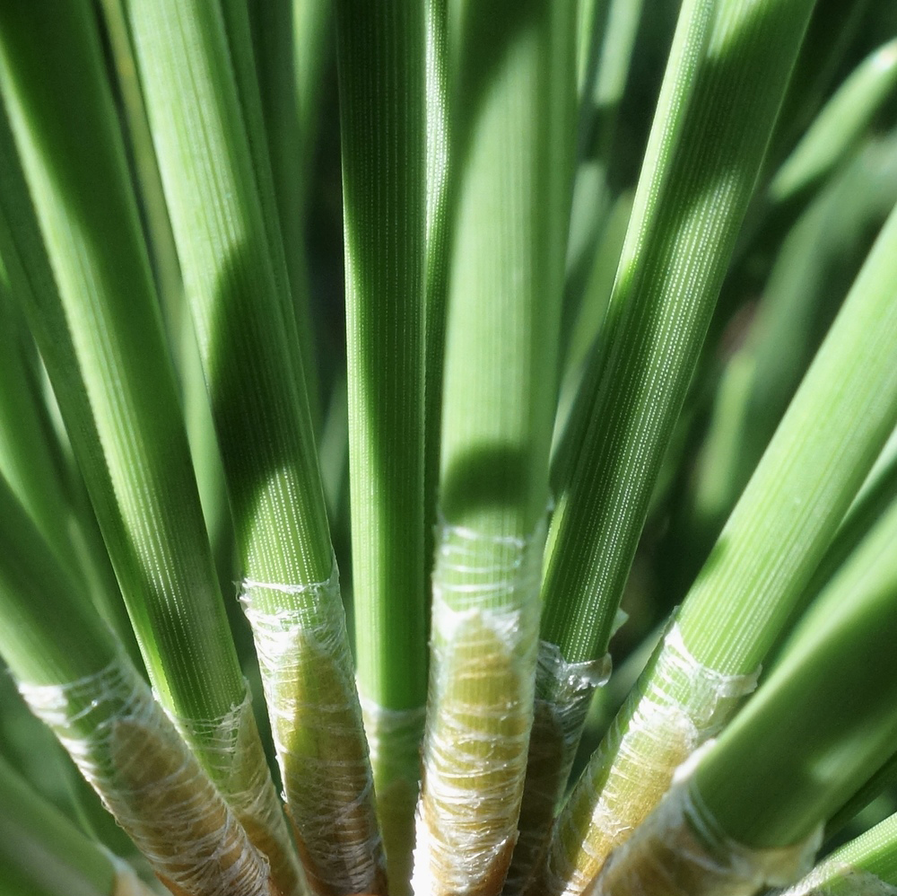 Pinus pungens needle closeup