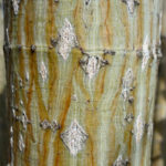 Acer refinerve bark