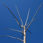 Catalpa speciosa branches