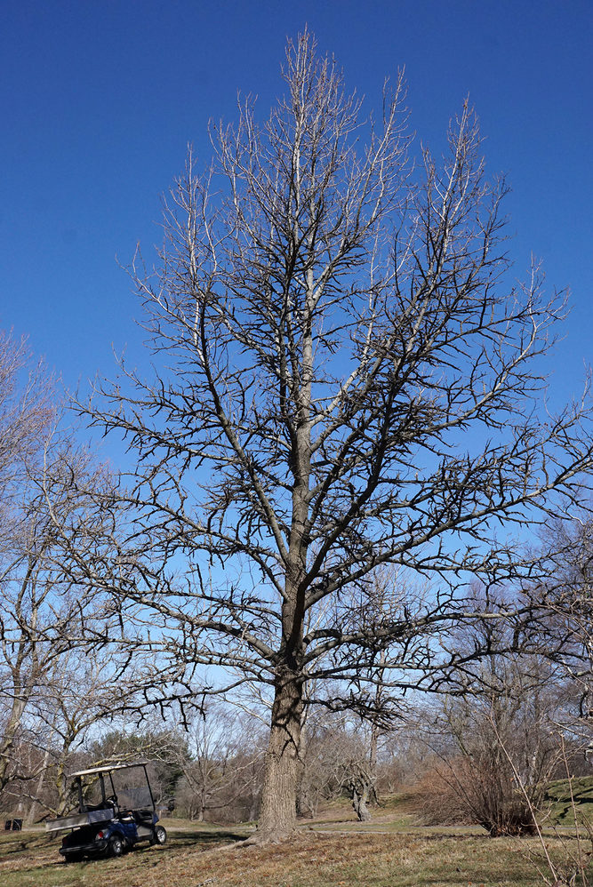 Mature specimen along Bussey Hill Road.