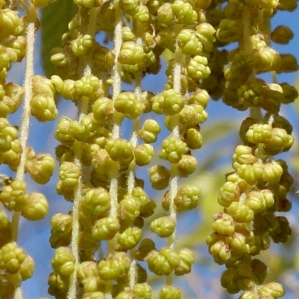 Male inflorescences of Young leaves of Quercus variabilis