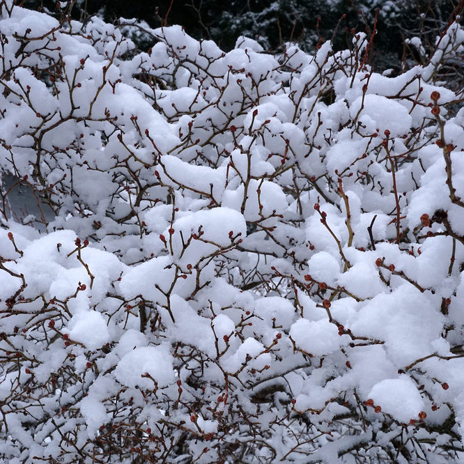 Vaccinium corymbosum in winter