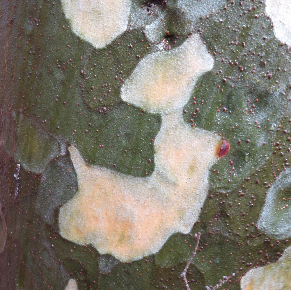 Pinus bunreana bark