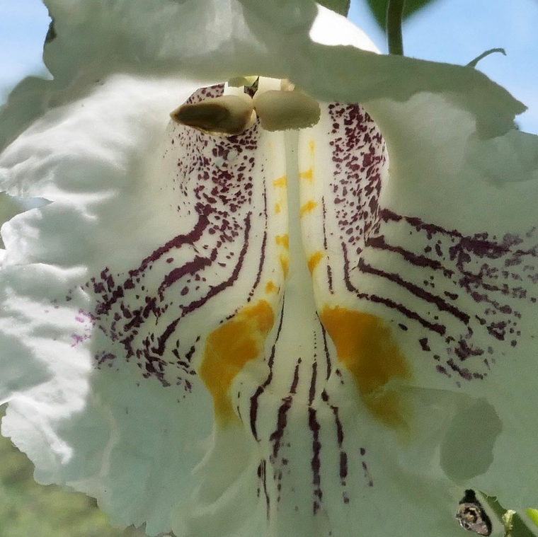 Catalpa speciosa flower