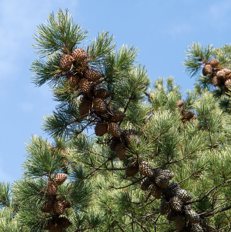 Pinus pungens