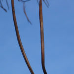 Catalpa speciosa fruit