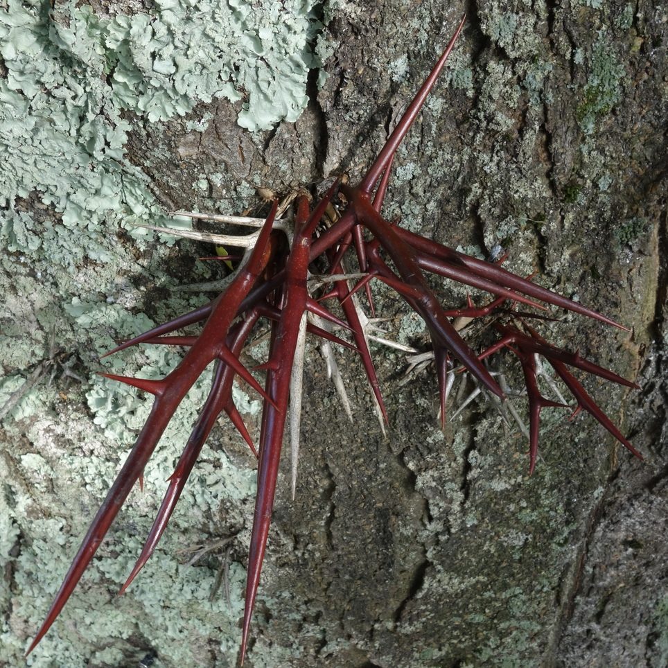 Gleditsia triacanthos thorns