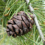 Pinus bunreana cone