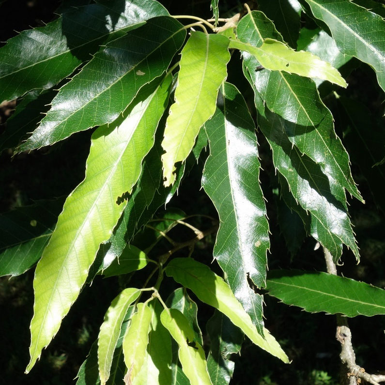 Quercus variabilis leaves