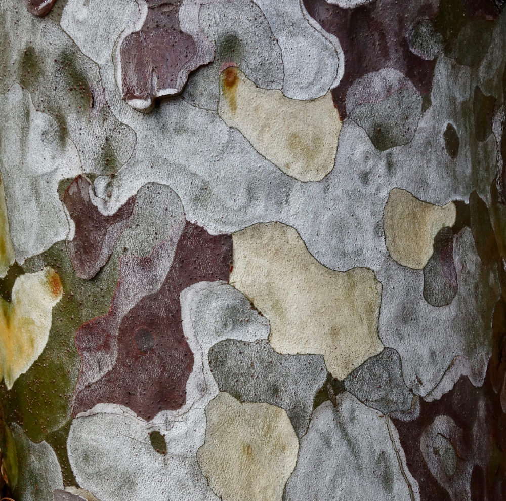 Pinus bunreana bark