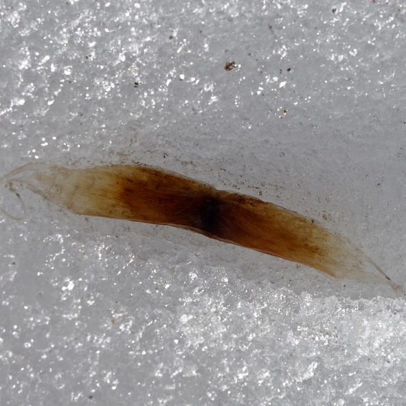 Catalpa speciosa seed