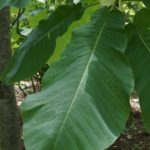 Magnolia macrophylla