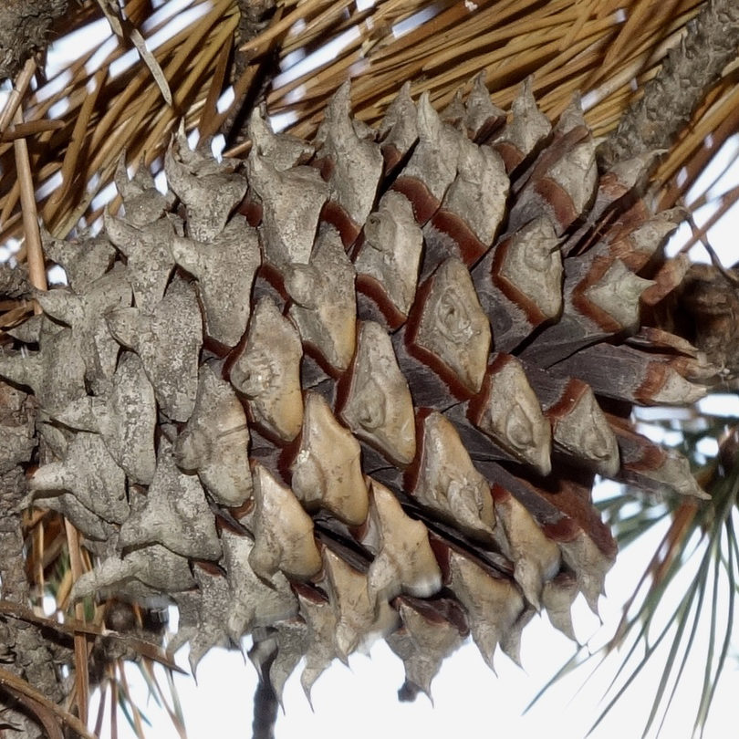 Pinus pungens cone