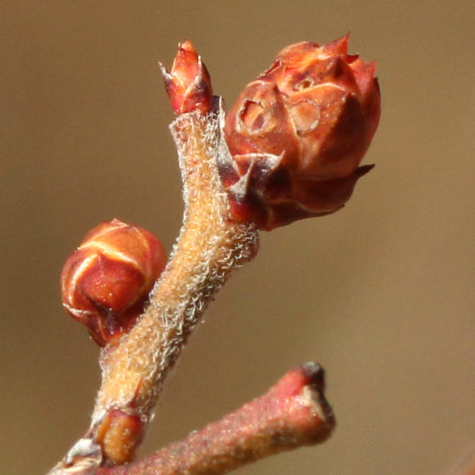 Vaccinium corymbosum swelling bud