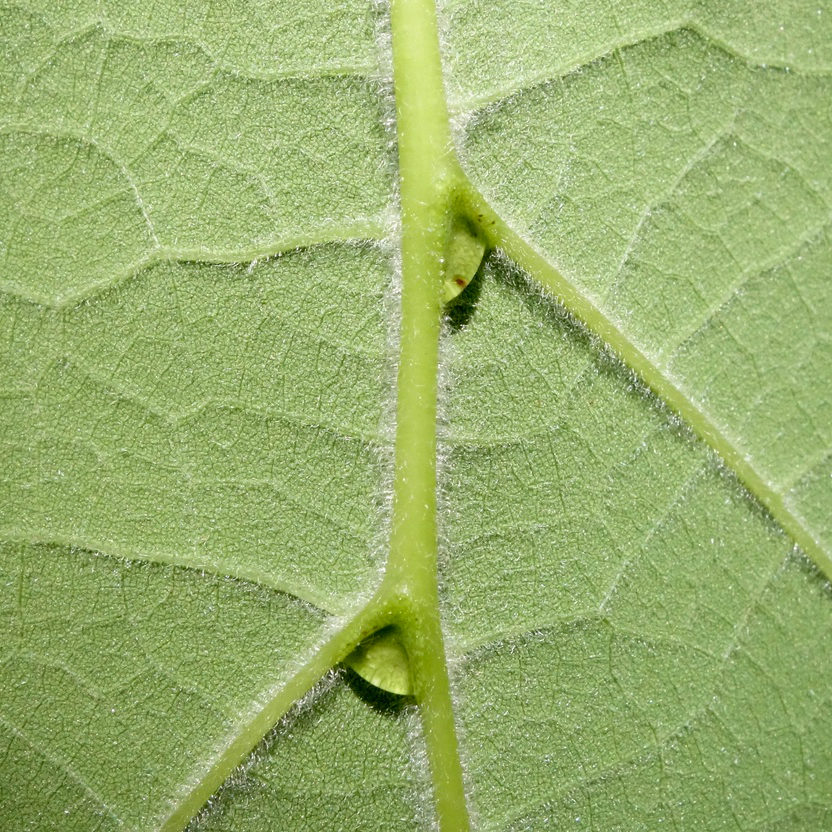 Catalpa speciosa nectar glands