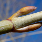 Axilary buds of Acer rufinerve