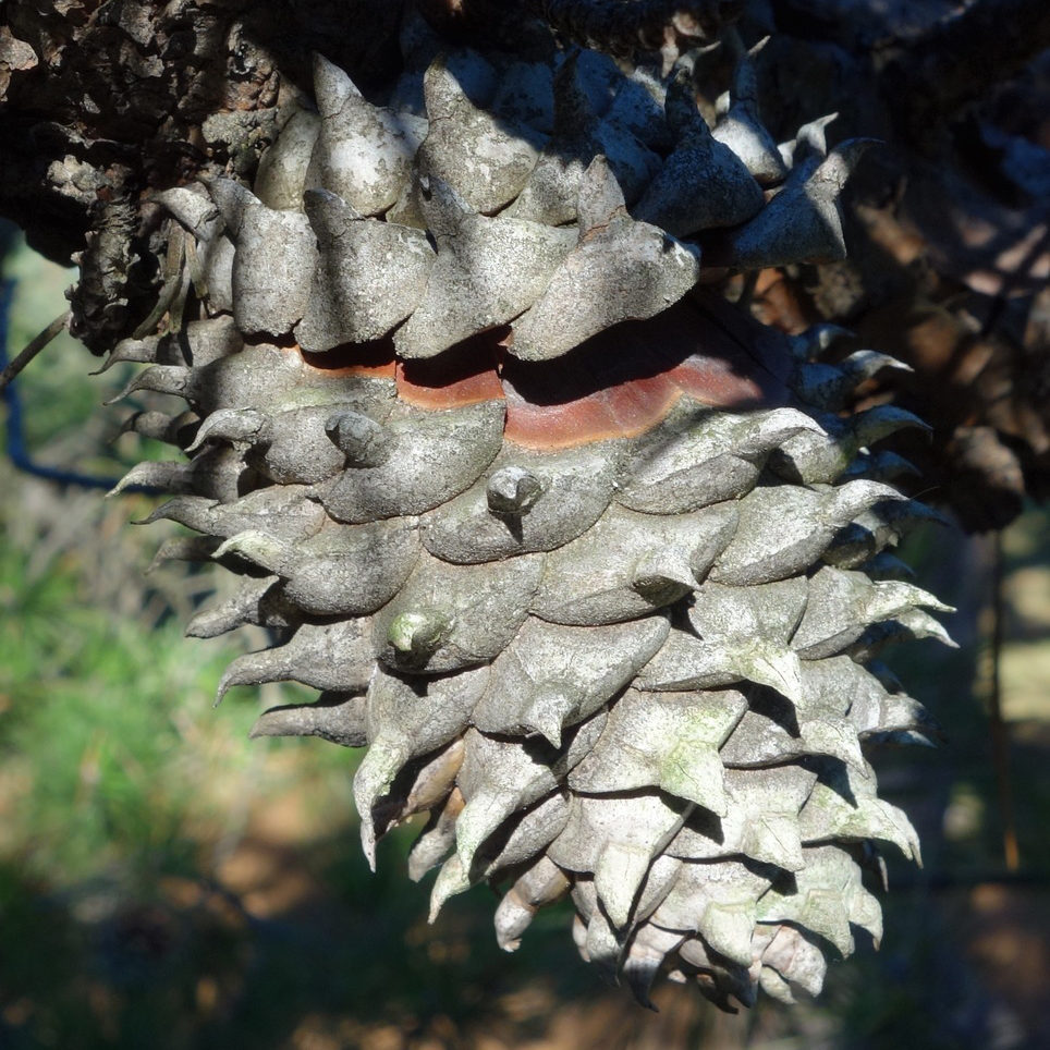 Pinus pungenscone