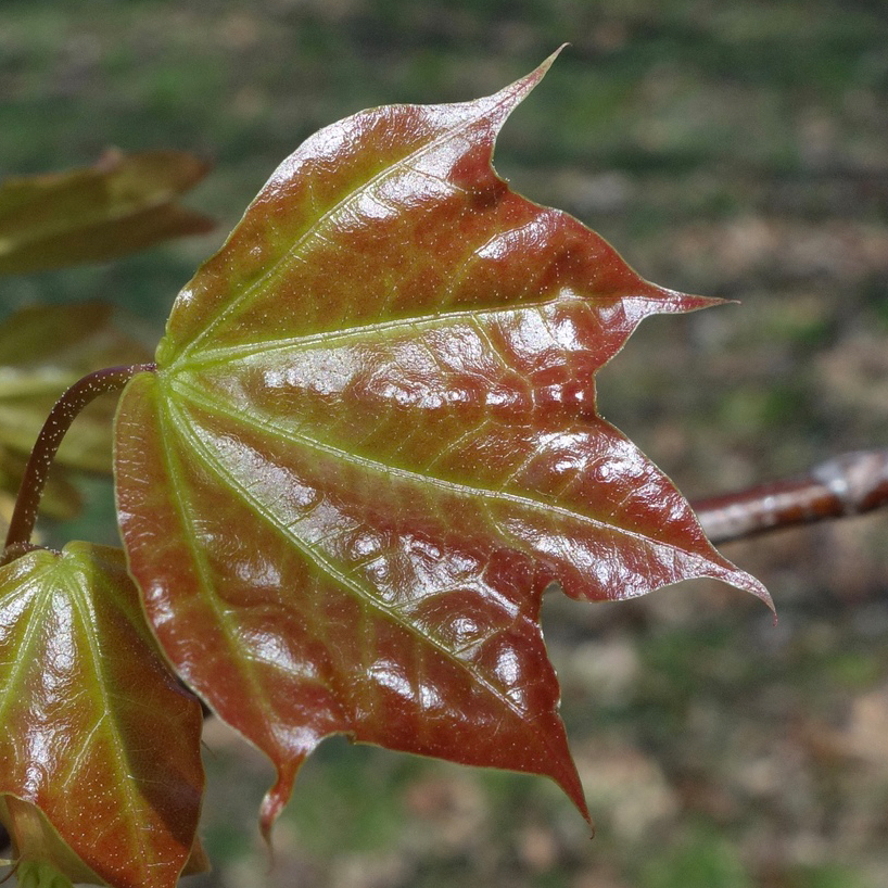 Acer mono leaf