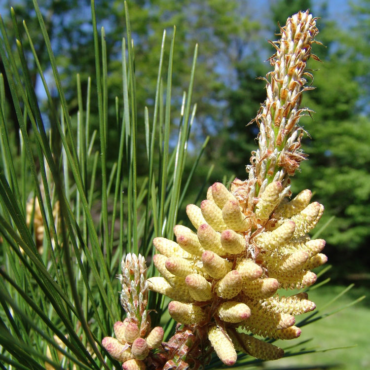 Pinus pungens cones