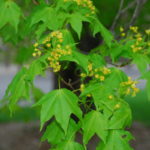 Acer mono