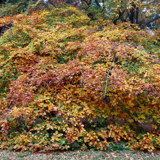 Fagus sylvatica 'Tortuosa'