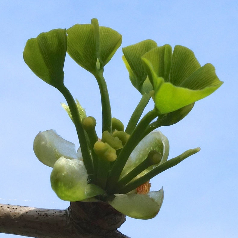 Ginkgo biloba new leaves