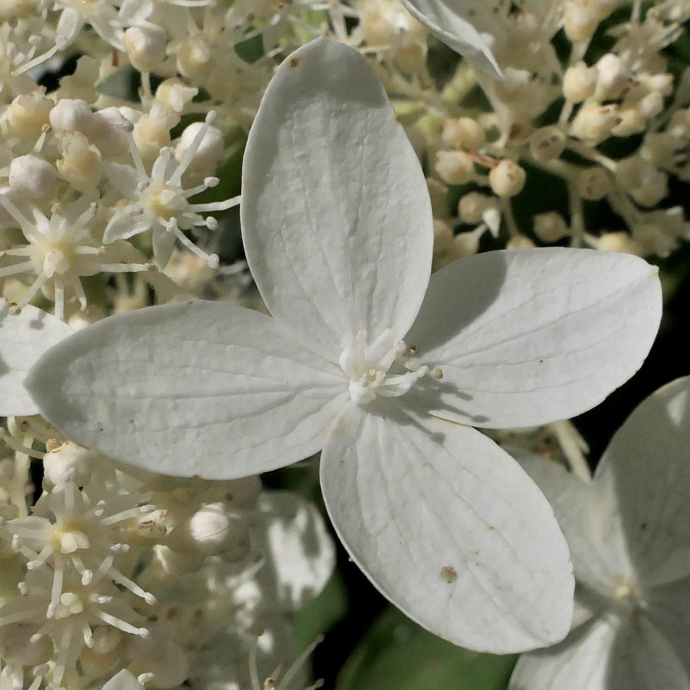 Hydrangea paniculata 'Praecox'