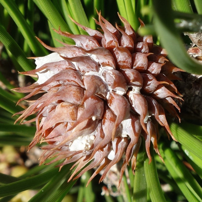 Pinus pungens young cone