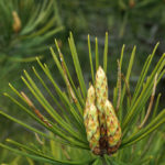 Pinus bunreana buds