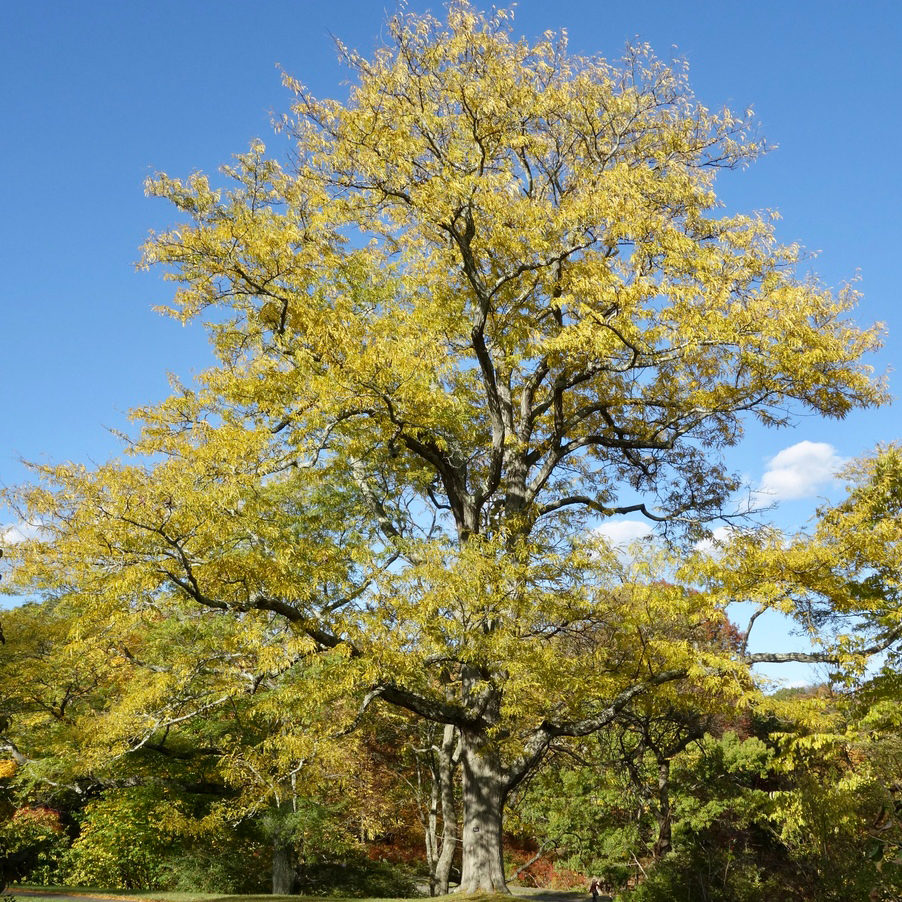 Gleditsia triacanthos
