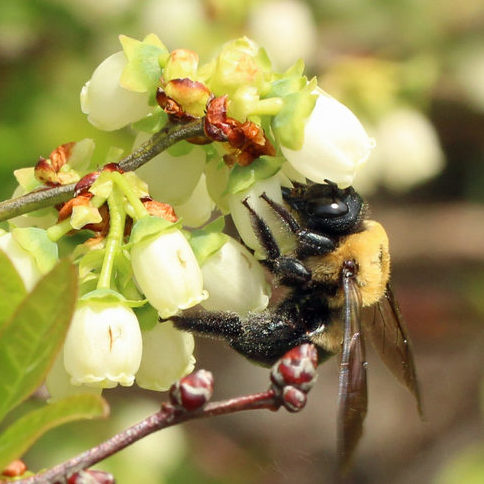 Vaccinium corymbosum and bee