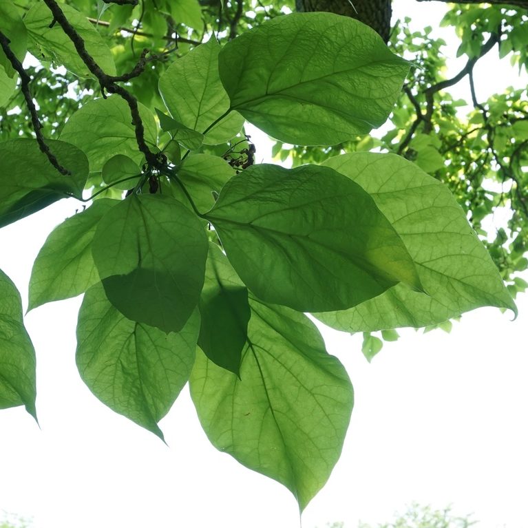 Catalpa speciosa