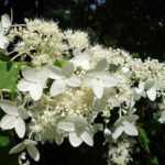 Hydrangea paniculata 'Praecox'