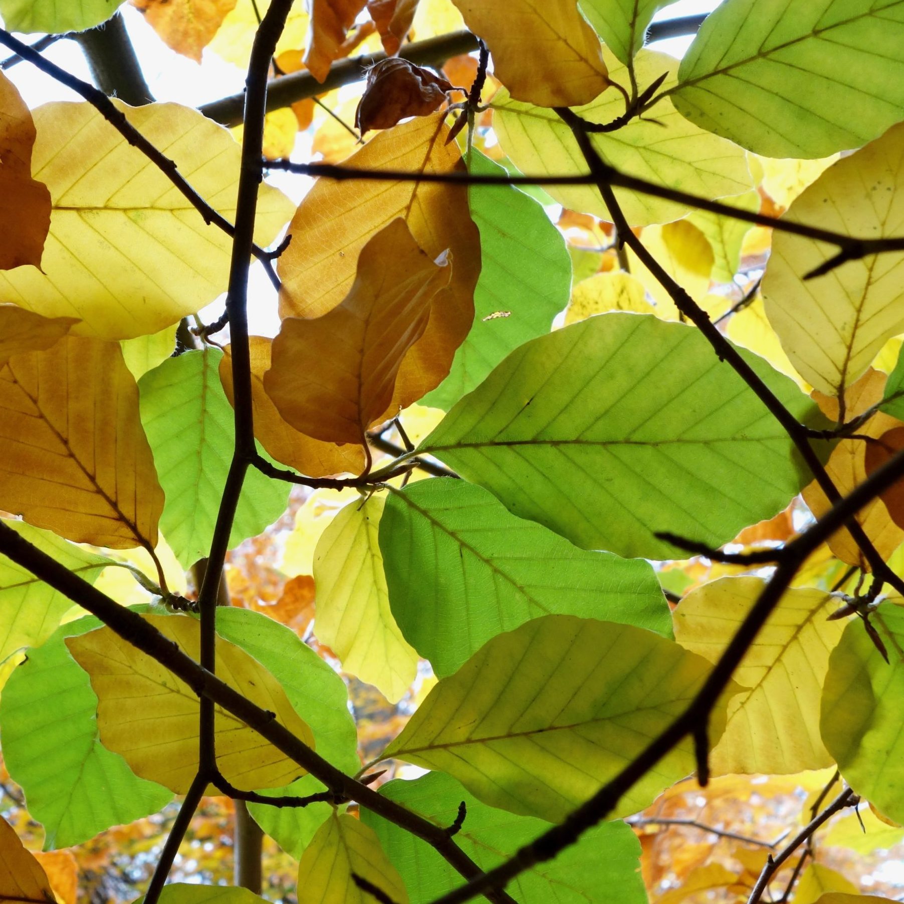 Fagus sylvatica 'Tortuosa'