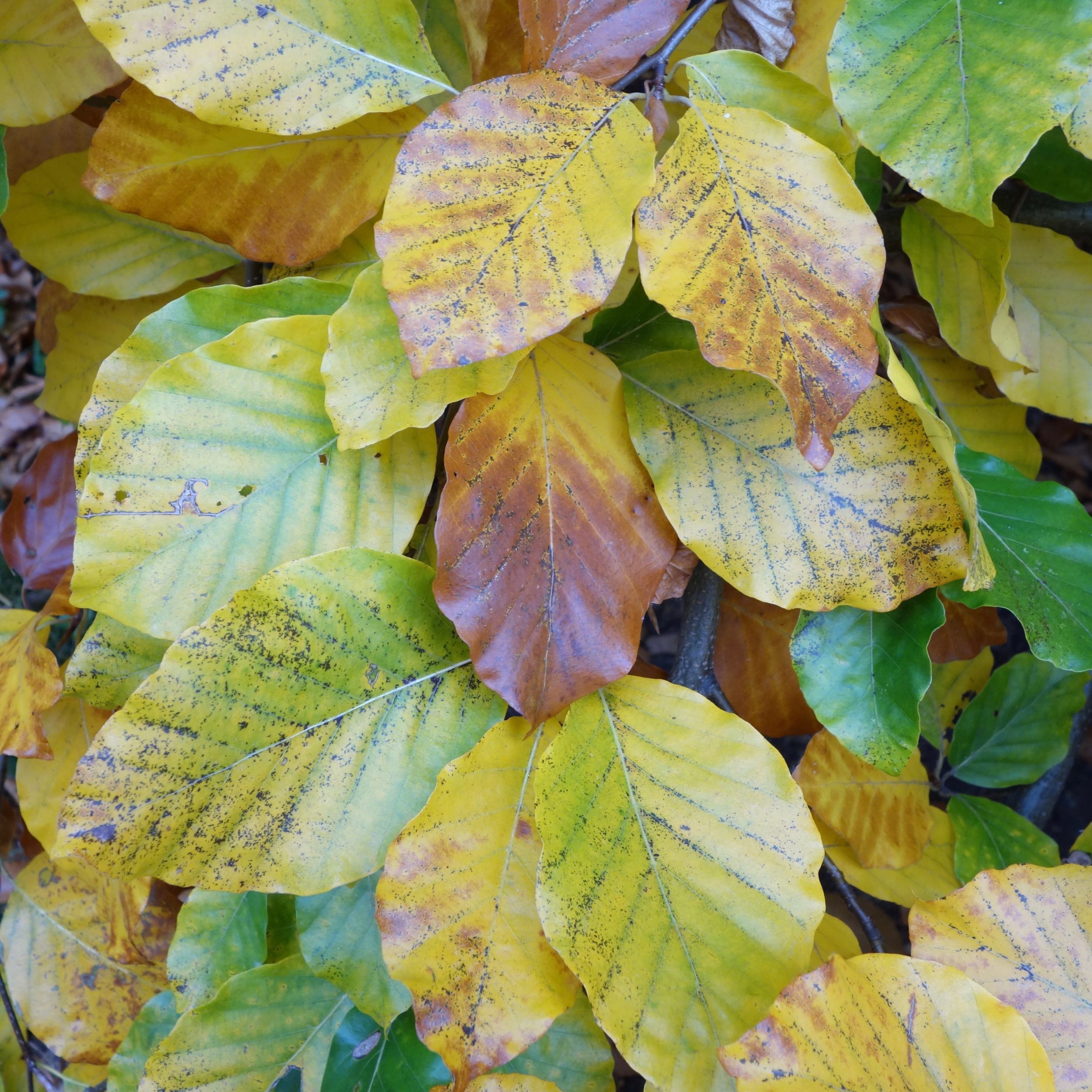 Fagus sylvatica 'Tortuosa'