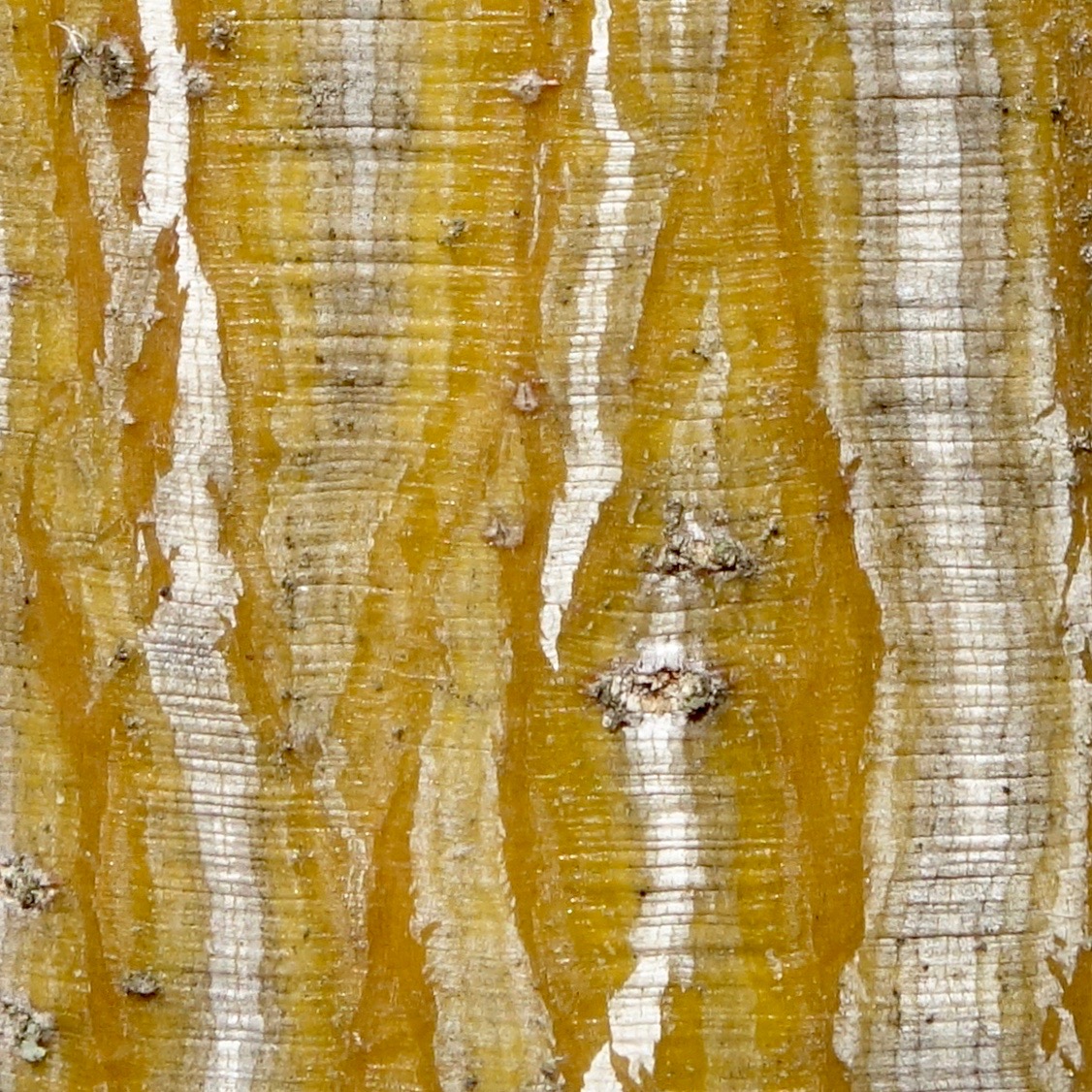 Manchu striped maple