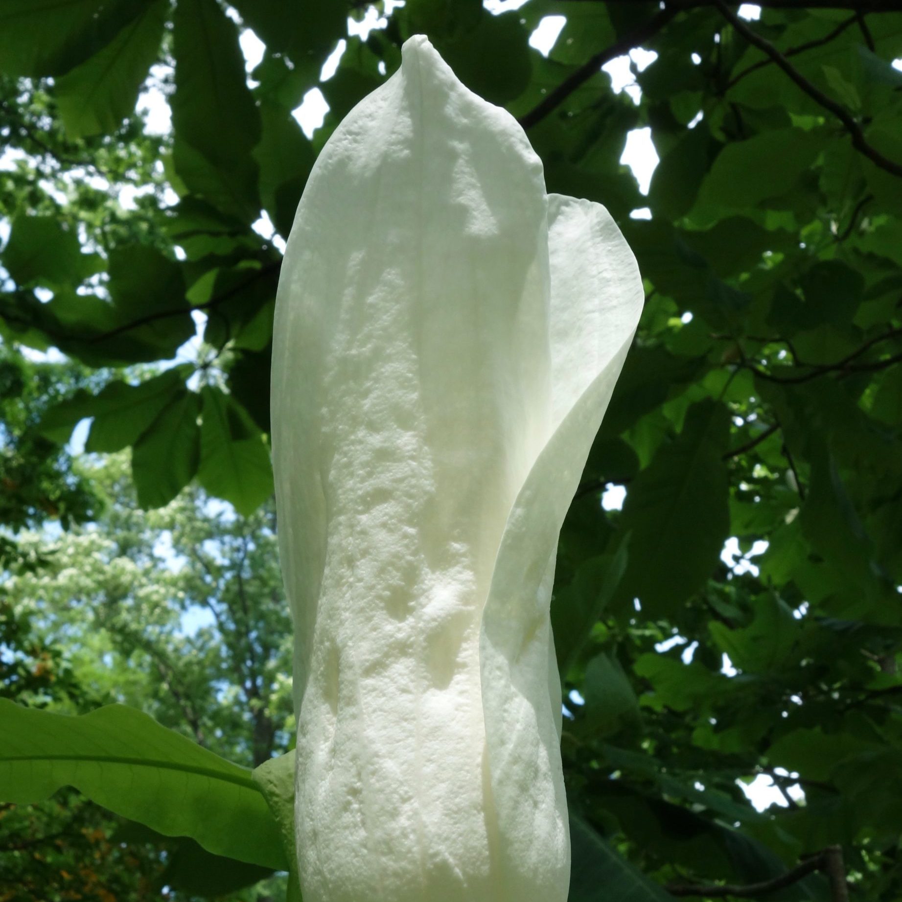 Magnolia macrophylla ssp. macrophylla flower