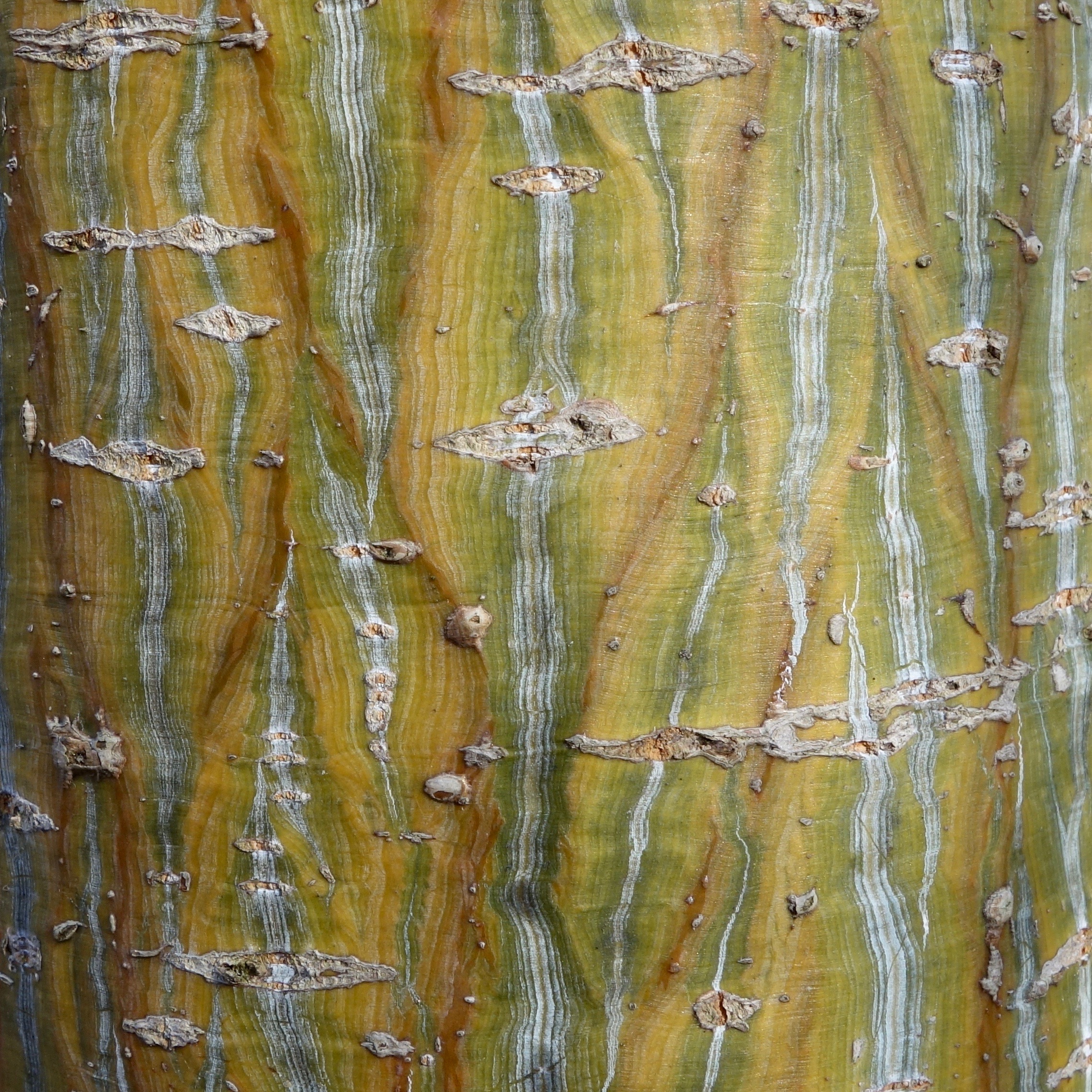 Father David’s maple