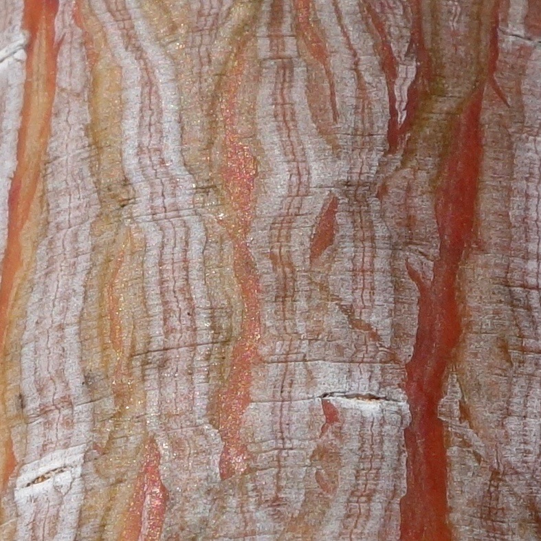 Acer pectinatum ssp. forrestii