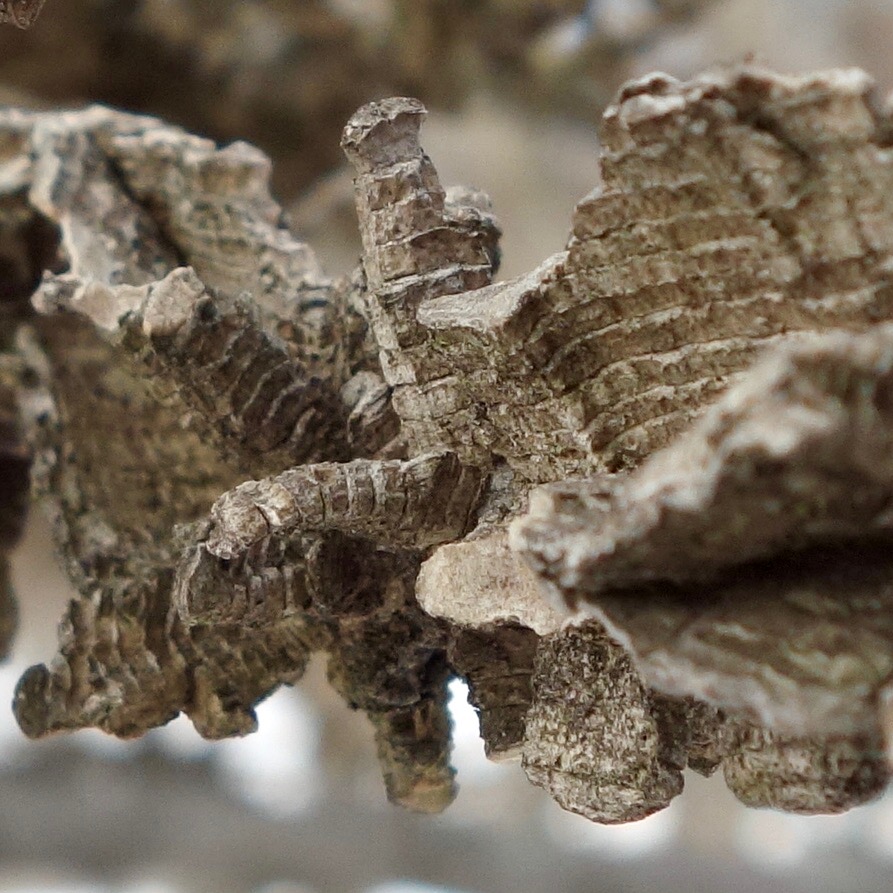 Liquidambar styraciflua bark