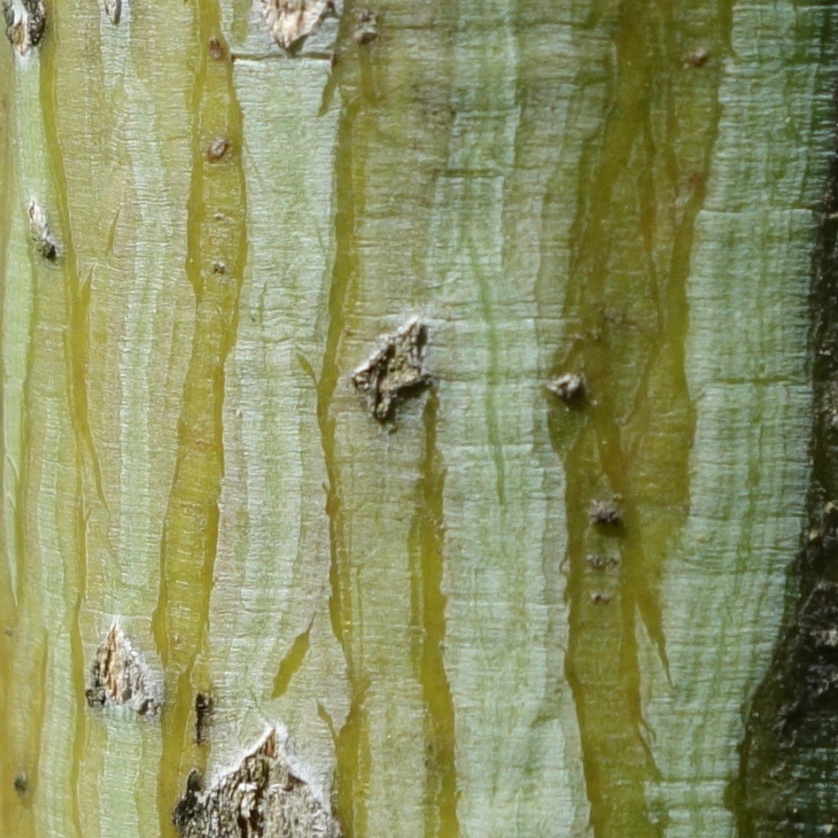 Acer rufinerve