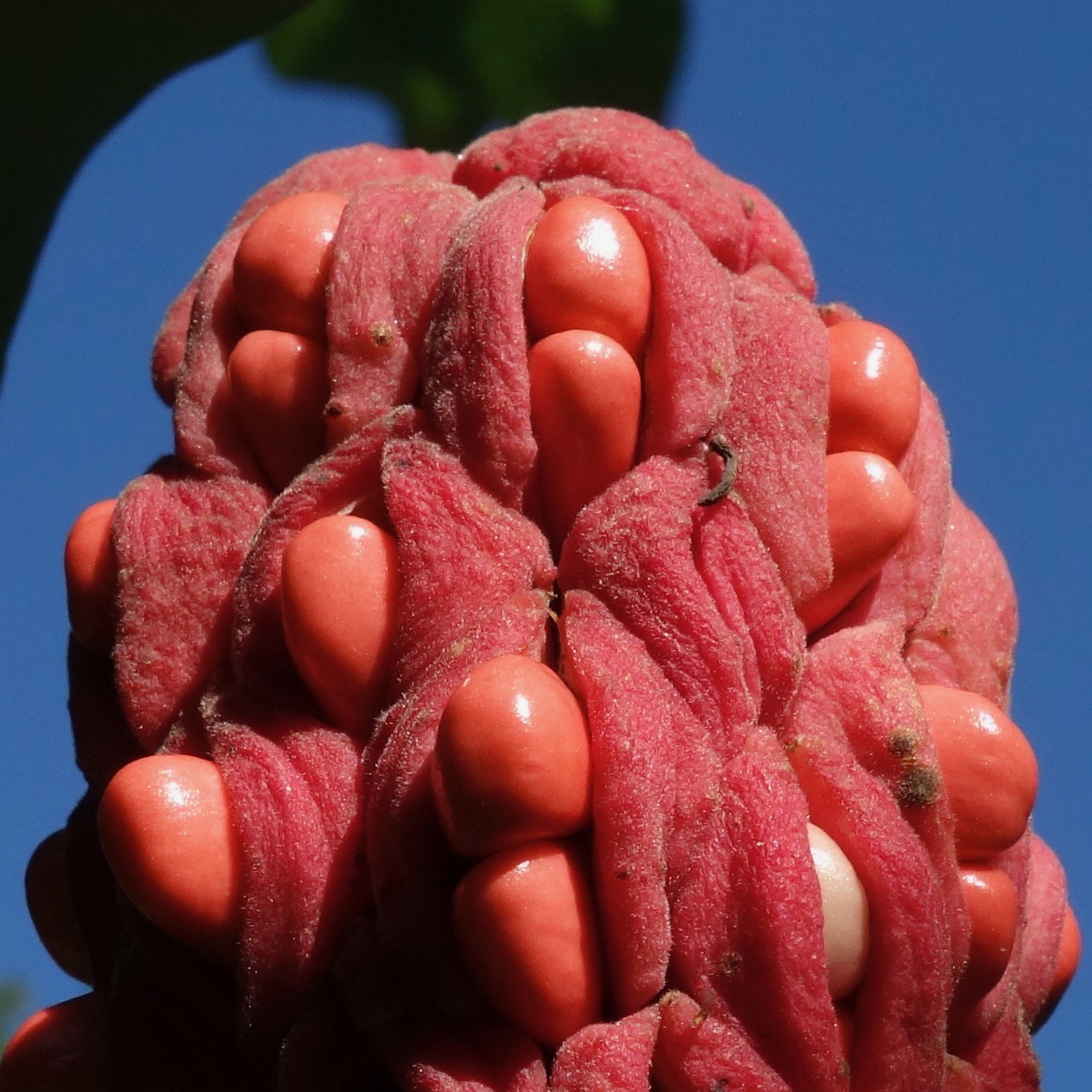 Magnolia macrophylla ssp. macrophylla fuit