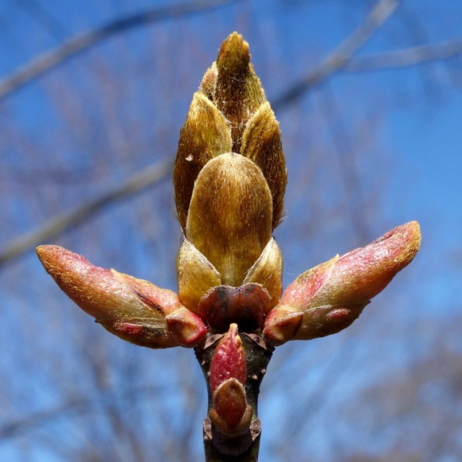 Acer mono