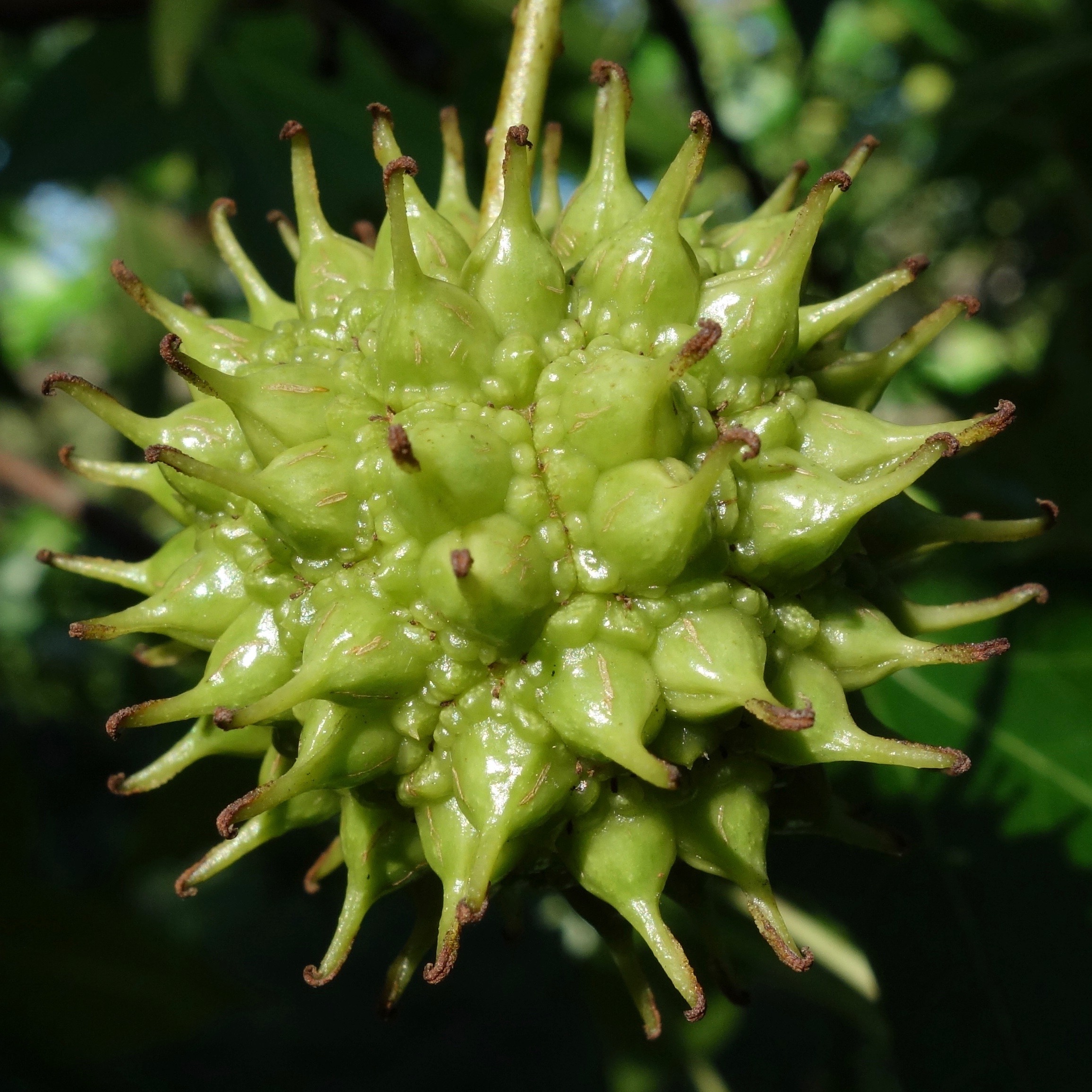 Liquidambar styraciflua developing