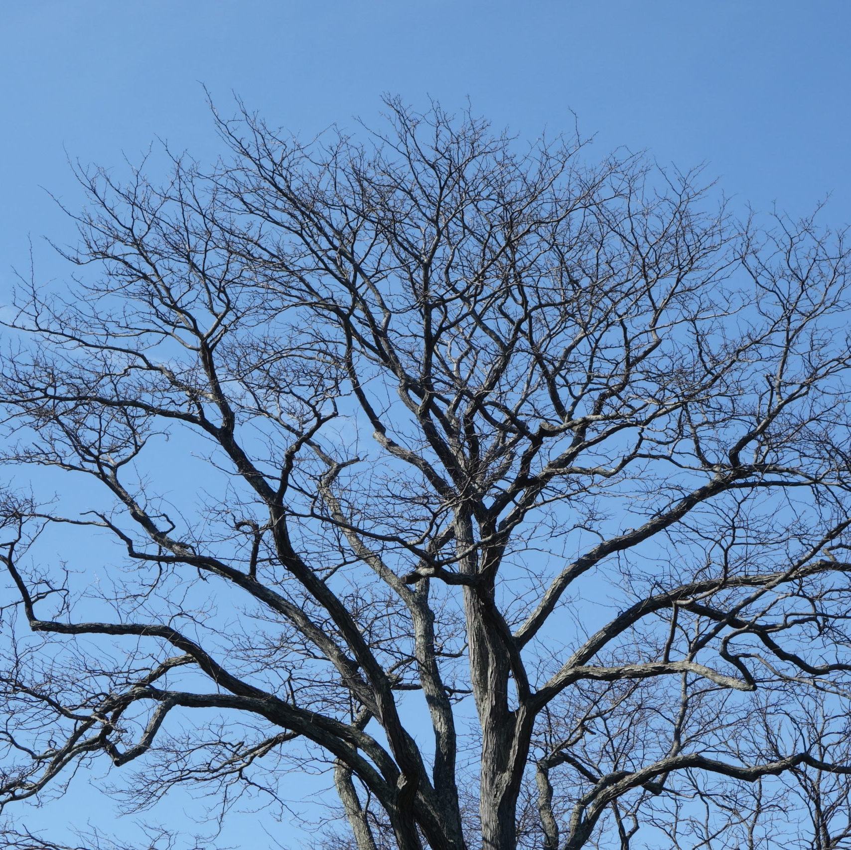 Gleditsia triacanthos