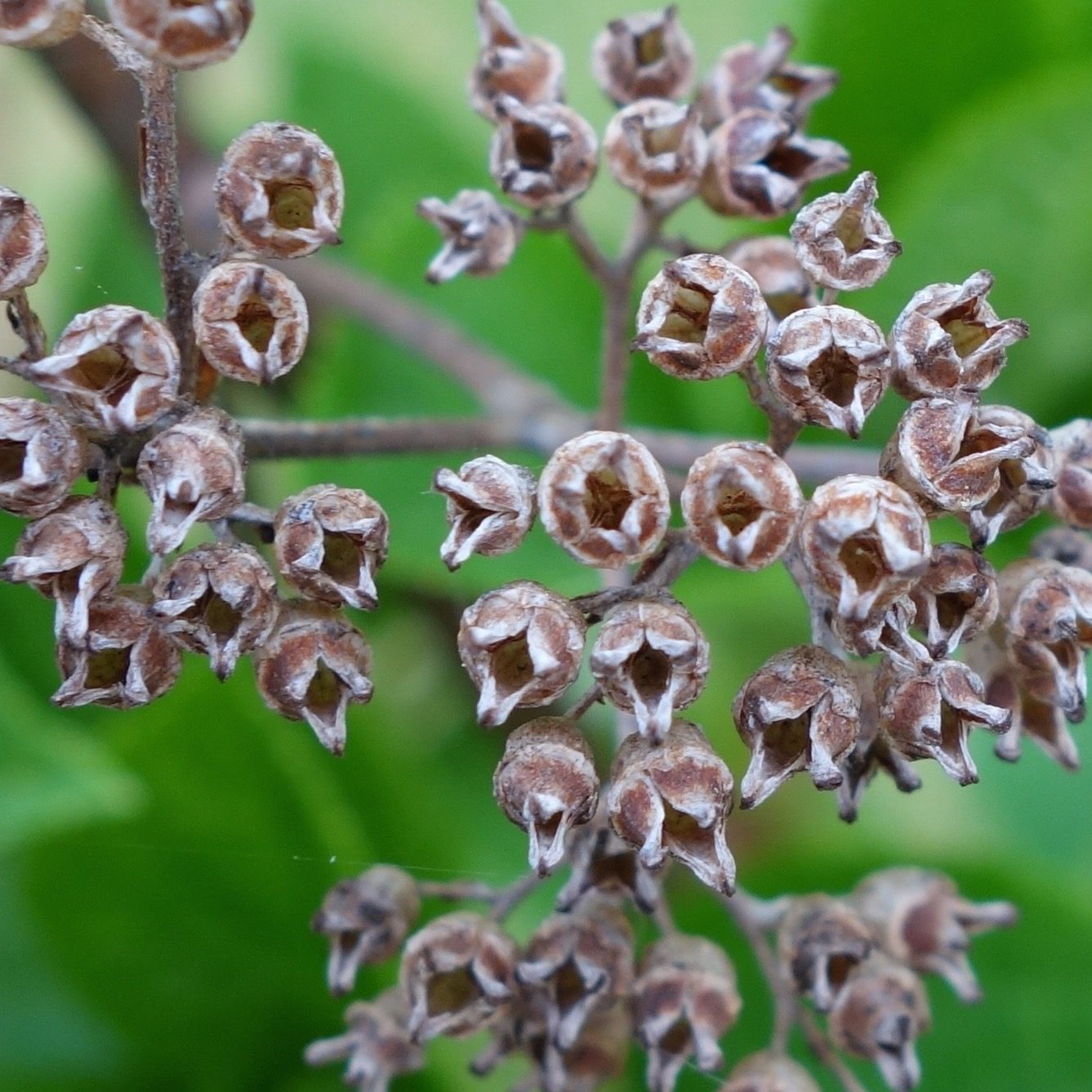Hydrangea paniculata fruits