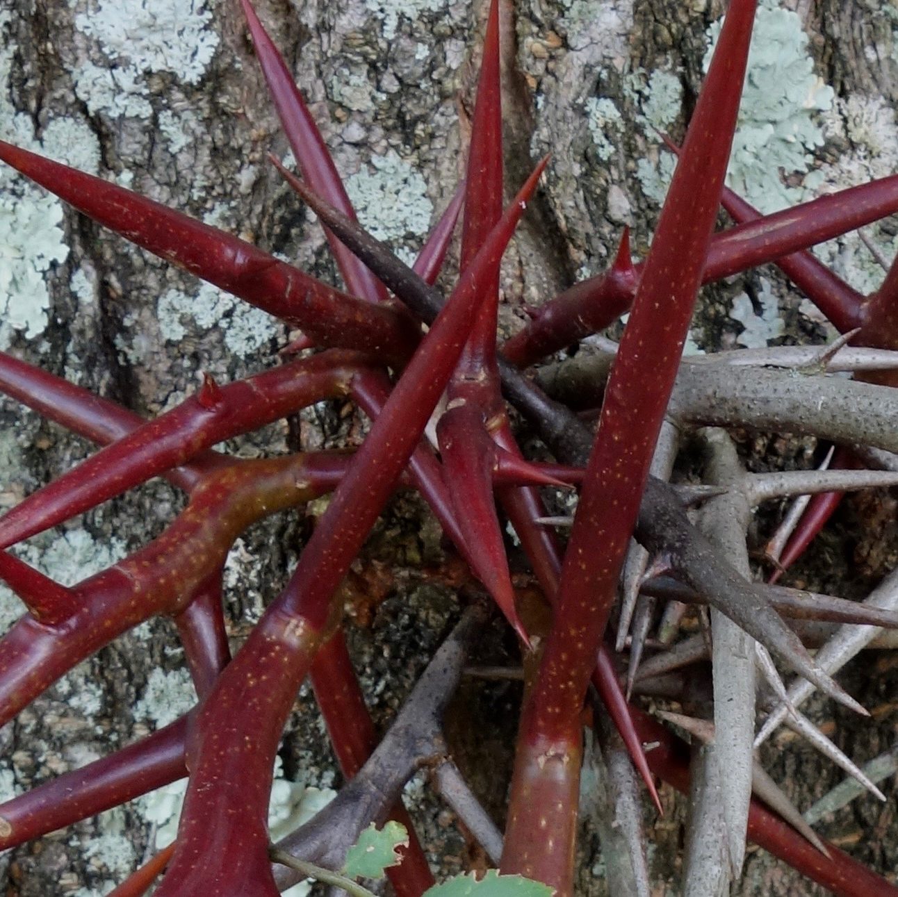 Gleditsia triacanthos thorns